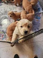 Babies, a male Golden Retriever for sale in Moriarty, NM – Photo 3 of 10