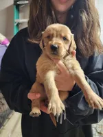 Babies, a male Golden Retriever for sale in Moriarty, NM – Photo 1 of 10