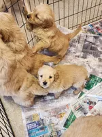 Babies, a male Golden Retriever for sale in Moriarty, NM – Photo 5 of 10