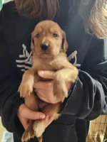 Babies, a male Golden Retriever for sale in Moriarty, NM – Photo 9 of 10