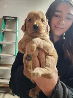 Babies, a male Golden Retriever for sale in Moriarty, NM – Photo 4 of 10
