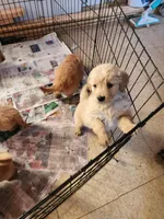 Babies, a male Golden Retriever for sale in Moriarty, NM – Photo 7 of 10