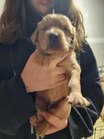 Babies, a male Golden Retriever for sale in Moriarty, NM – Photo 8 of 10