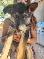 Beauties, a male German Shepherd Dog for sale in Moriarty, NM – Photo 2 of 5