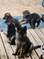 Beauties, a male German Shepherd Dog for sale in Moriarty, NM – Photo 3 of 5