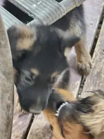 Beauties, a male German Shepherd Dog for sale in Moriarty, NM – Photo 4 of 5