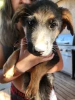 Beauties, a male German Shepherd Dog for sale in Moriarty, NM – Photo 5 of 5