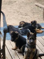 Beauties, a male German Shepherd Dog for sale in Moriarty, NM – Photo 1 of 5