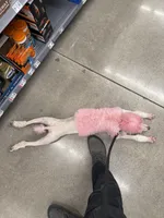 Lady, a  Poodle - Standard  for sale in Minneapolis, MN – 4 of 5