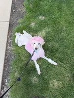 Lady, a  Poodle - Standard  for sale in Minneapolis, MN – 2 of 5
