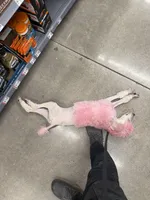 Lady, a  Poodle - Standard  for sale in Minneapolis, MN – 5 of 5