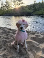 Lady, a  Poodle - Standard  for sale in Minneapolis, MN – 1 of 5