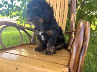 Chloe, a female Cockapoo for sale in Mark Center, OH – 5 of 6