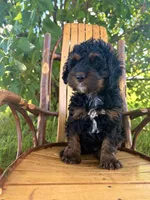 Chloe, a female Cockapoo for sale in Mark Center, OH – 3 of 6