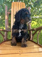 Chloe, a female Cockapoo for sale in Mark Center, OH – 4 of 6