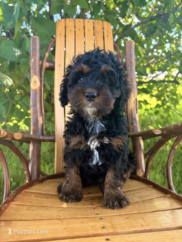 Chloe – Cockapoo puppy for sale in Mark Center, OH