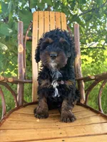 Chloe, a female Cockapoo for sale in Mark Center, OH – 1 of 6