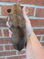 Easter sale, a female Shih Tzu for sale in Five Forks, SC – Photo 5 of 8