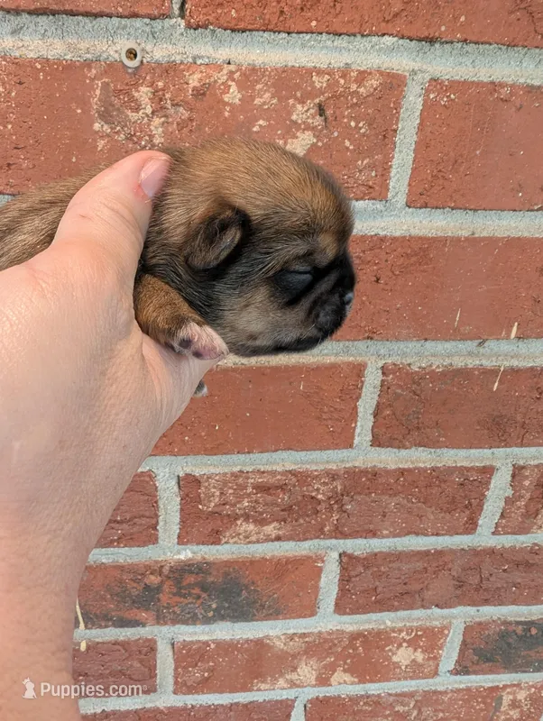 Female 2 – Shih Tzu puppy for sale in Five Forks, SC