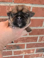 Easter sale, a female Shih Tzu for sale in Five Forks, SC – Photo 2 of 8