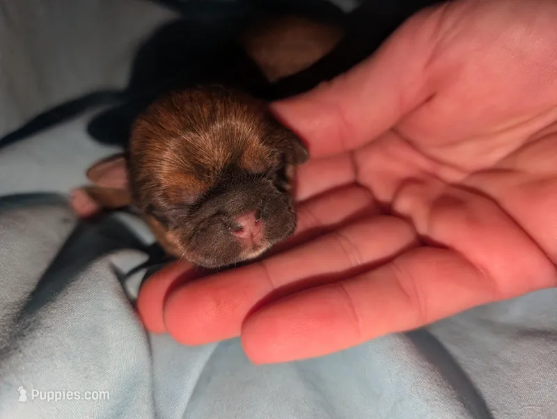 Female 2 – Shih Tzu puppy for sale in Five Forks, SC