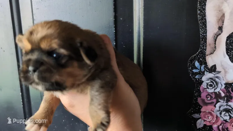 Female 2 – Shih Tzu puppy for sale in Five Forks, SC