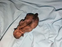 Female 2, a female Shih Tzu for sale in Five Forks, SC – Photo 2 of 2