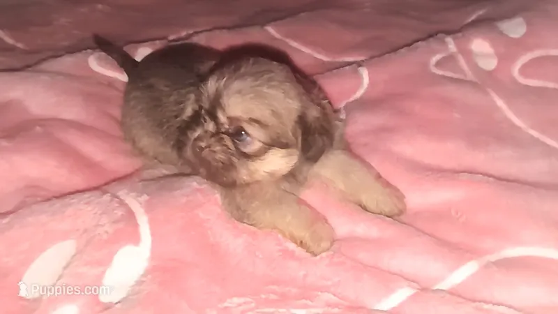 Choco nose Sable fem 1 – Shih Tzu puppy for sale in Five Forks, SC