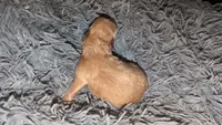 Hold for Bridgette, a male Pomeranian and Poodle - Toy  for sale in Five Forks, SC – 3 of 3