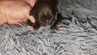 On hold for debra ! , a female Shih Tzu for sale in Five Forks, SC – 4 of 4