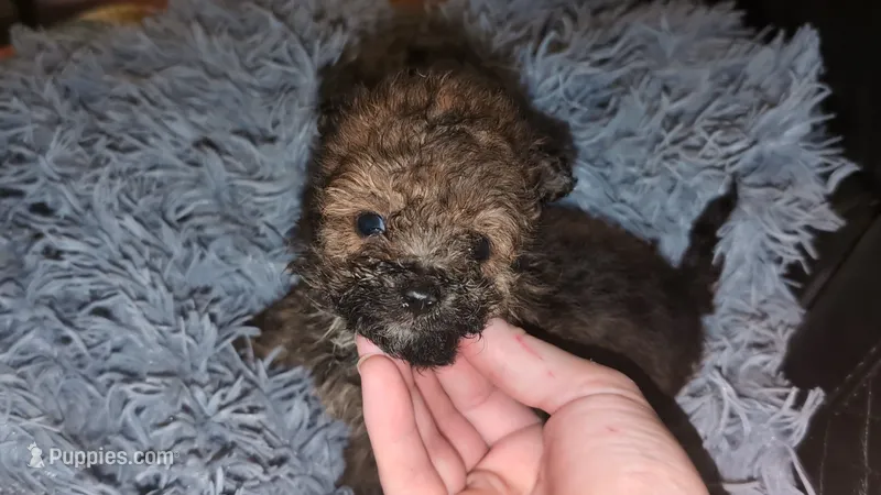 Pomapoo female  – Pomeranian, Poodle - Toy  puppy for sale in Five Forks, SC