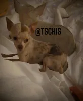 Deposit received, a male Chihuahua for sale in Five Forks, SC – Photo 4 of 4