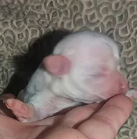 Deposit received, a male Chihuahua for sale in Five Forks, SC – Photo 1 of 4