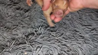 Hold for Bridgette, a male Pomeranian and Poodle - Toy  for sale in Five Forks, SC – 1 of 3
