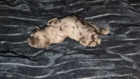 Choco Merle 1, a female Shih Tzu and Poodle - Toy  for sale in Five Forks, SC – 3 of 3