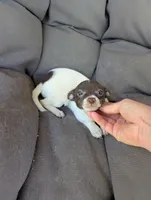 Tiny chocolate , a female Chihuahua for sale in Five Forks, SC – Photo 2 of 4