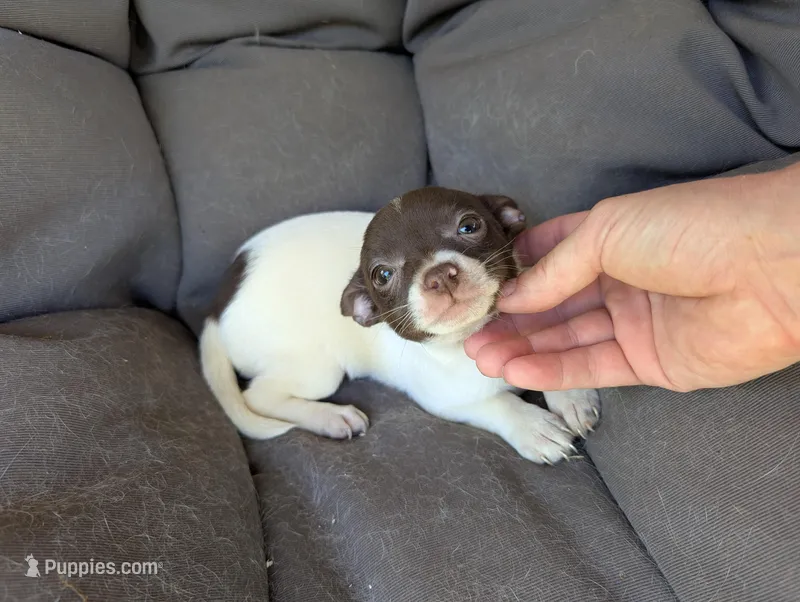 Tiny chocolate  – Chihuahua puppy for sale in Five Forks, SC
