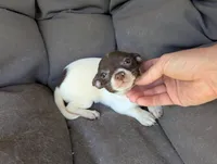 Tiny chocolate , a female Chihuahua for sale in Five Forks, SC – Photo 1 of 4