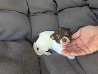 Tiny chocolate , a female Chihuahua for sale in Five Forks, SC – Photo 3 of 4