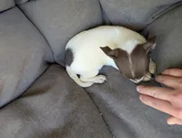 Tiny chocolate , a female Chihuahua for sale in Five Forks, SC – Photo 4 of 4