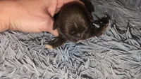 On hold for debra ! , a female Shih Tzu for sale in Five Forks, SC – 1 of 4
