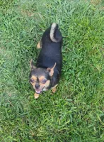 Male 1, a male Chihuahua for sale in Five Forks, SC – Photo 7 of 9