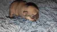 Choco nose Sable fem 1, a female Shih Tzu for sale in Five Forks, SC – 1 of 3