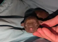 Chocolate female, a female Shih Tzu for sale in Five Forks, SC – Photo 2 of 3