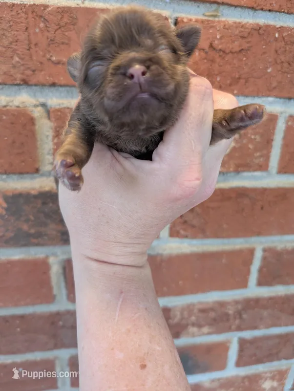 Chocolate female – Shih Tzu puppy for sale in Five Forks, SC