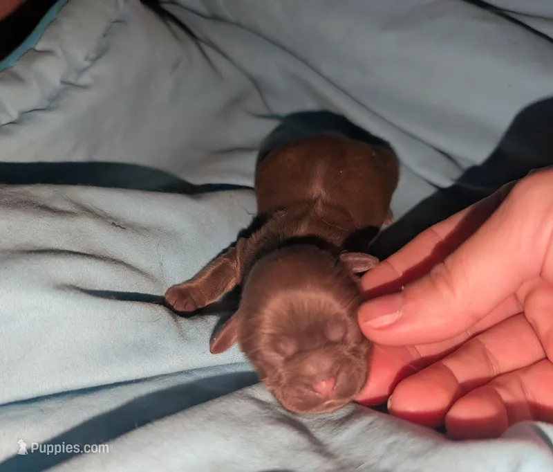 Chocolate female – Shih Tzu puppy for sale in Five Forks, SC