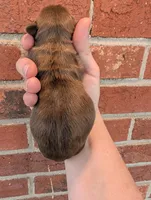 Easter sale, a female Shih Tzu for sale in Five Forks, SC – Photo 4 of 9