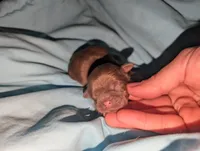 Chocolate female, a female Shih Tzu for sale in Five Forks, SC – Photo 3 of 3