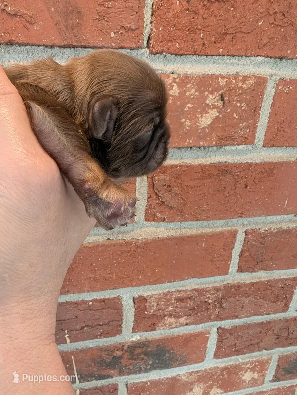 Chocolate female – Shih Tzu puppy for sale in Five Forks, SC