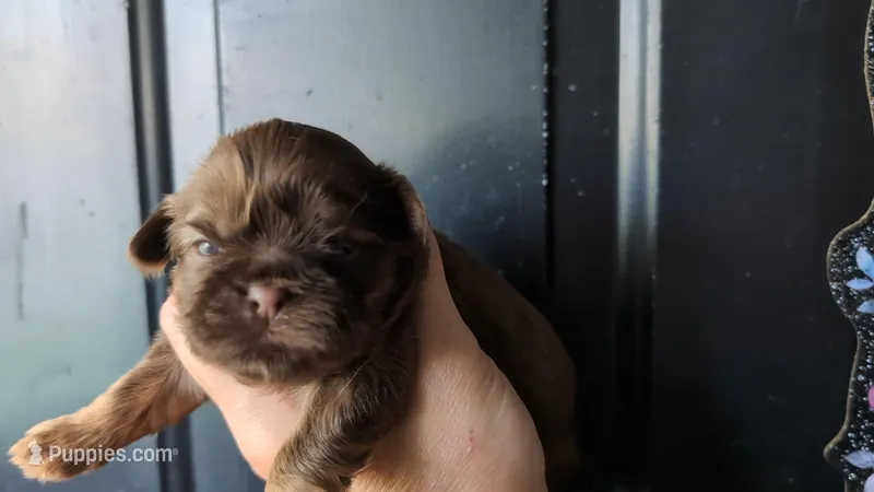 Chocolate female – Shih Tzu puppy for sale in Five Forks, SC